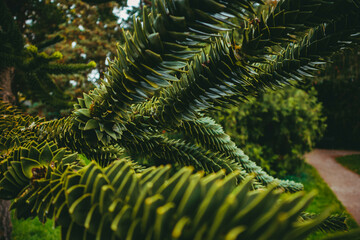 Green unusual plant in the park. Botanical Garden of the German city of Karlsruhe