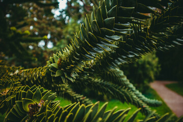 Green unusual plant in the park. Botanical Garden of the German city of Karlsruhe