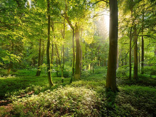Fototapeta premium forest with tall trees and sunlight