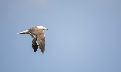 Juvenile Lesser Black-backed gull Larus fuscus soaring in blue sky