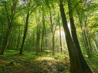 Fototapeta premium forest with tall trees and sunlight