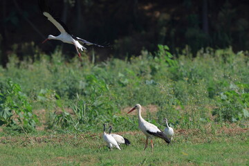 mattino in campagna