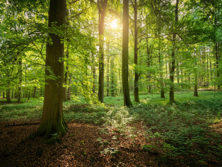 Fototapeta premium forest with tall trees and sunlight