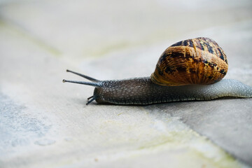 Snail walks outdoors after rain.
