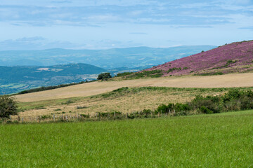 Erica cinerea, Bruyère cendrée, Causse de Sévérac, Sévérac le Château, 12, Aveyron,France