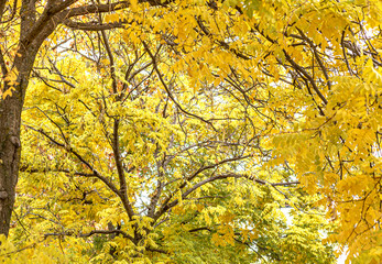 Beautiful vegetation with its autumn colors in red tones ,oranges, and yellows