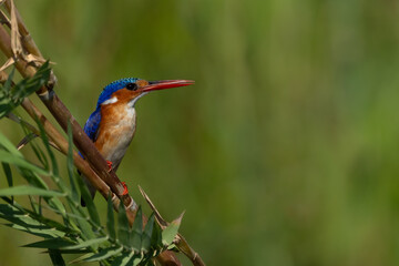 Malachite Kingfisher on perch