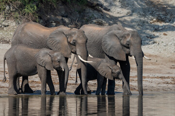 elephants at the river