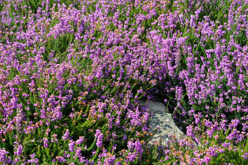 Fototapeta premium Erica cinerea, Bruyère cendrée