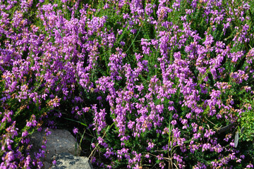 Naklejka premium Erica cinerea, Bruyère cendrée
