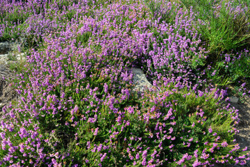 Fototapeta premium Erica cinerea, Bruyère cendrée