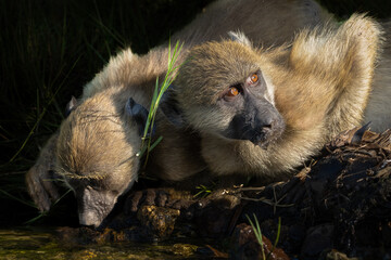 Baboons drinking