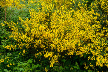 Fototapeta premium Genêt à balais, Cytisus scoparius