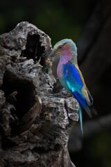 Lilac Breasted Roller