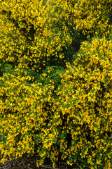 Genêt à balais, Cytisus scoparius