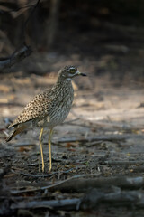Spotted Thick Knee