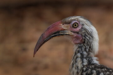 Fototapeta premium Hornbill portrait