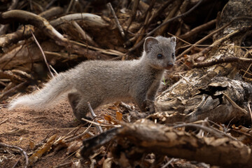 Baby Mongoose
