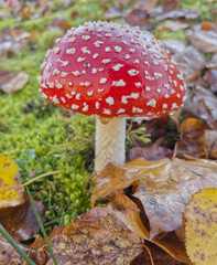 Nahaufnahme vom Fliegenpilz