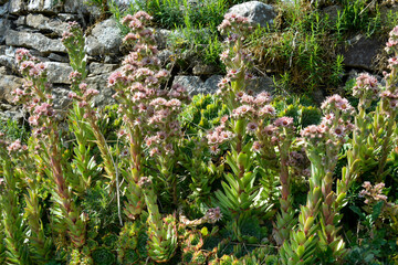 Joubarde, Sempervivum tectorum