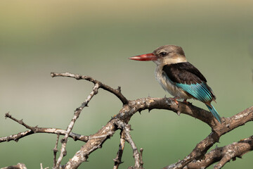 Kingfisher on a branch