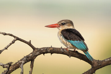 kingfisher on a branch