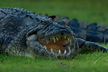 Obraz premium crocodile close up