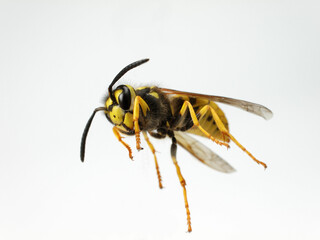 Gu&ecirc;pe en gros plan.