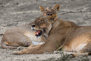 lions resting