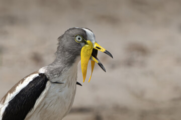 Lapwing portrait