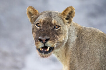 portrait of a lion