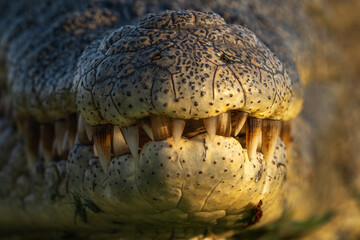 crocodile teeth