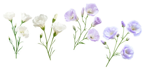 Collection of Delicate White and Lavender Wildflowers Isolated on a Transparent Background