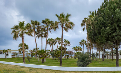 Fototapeta premium Palm grove on the seashore, Antalya, Turkey