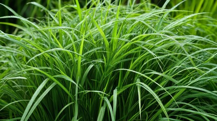 Obraz premium Lush Green Grass in Natural Habitat