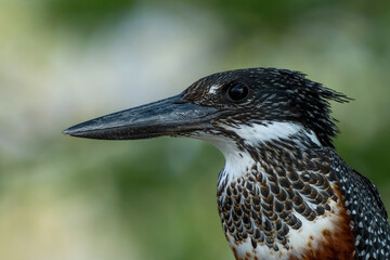 Kingfisher portrait