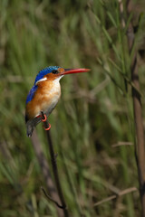 kingfisher on branch