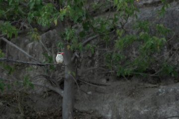 Kingfisher on branch