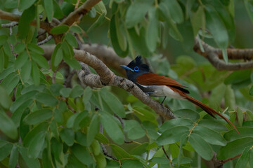 African Paradise Flycatcher