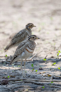 Three Banded Courser