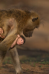 Baby Babbon with Mother 