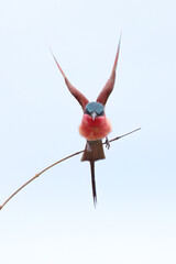 Southern Carmine Bee-Eater wing stretch