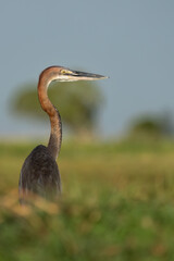 Goliath Heron portrait
