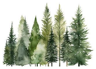 Obraz premium Different spruce green trees fir forest plant.