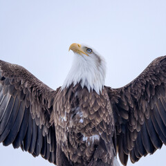 Fototapeta premium Bald Eagle Soaring With Wings Spread Wide
