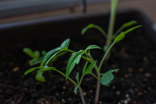 Brotes de tomate de hojas verdes en un huerto urbano con masetas en casa de barrio