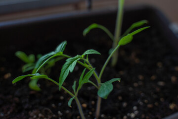 Brotes de tomate de hojas verdes en un huerto urbano con masetas en casa de barrio