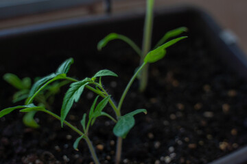 Brotes de tomate de hojas verdes en un huerto urbano con masetas en casa de barrio