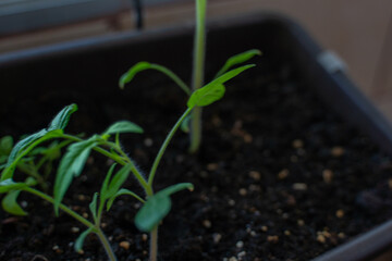 Brotes de tomate de hojas verdes en un huerto urbano con masetas en casa de barrio