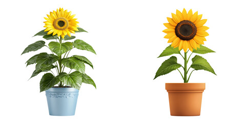 Obraz premium Vibrant sunflower plant in decorative pot arrangement, collection of decorations plant, clipart, isolated on transparent background.